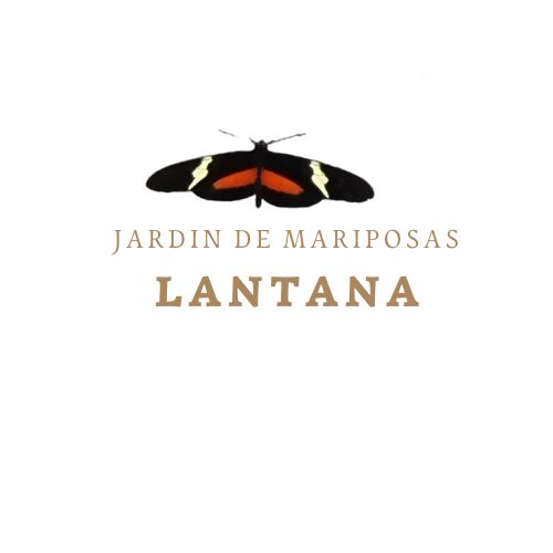 Lantana 